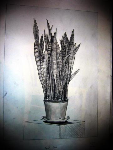 Drawing of a snake plant